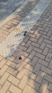 20210823 094824 168x300