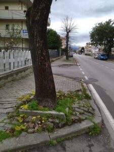 IMG 20211209 110723 225x300