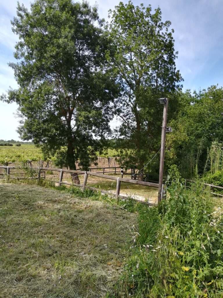 bosco don venanzio 768x1024